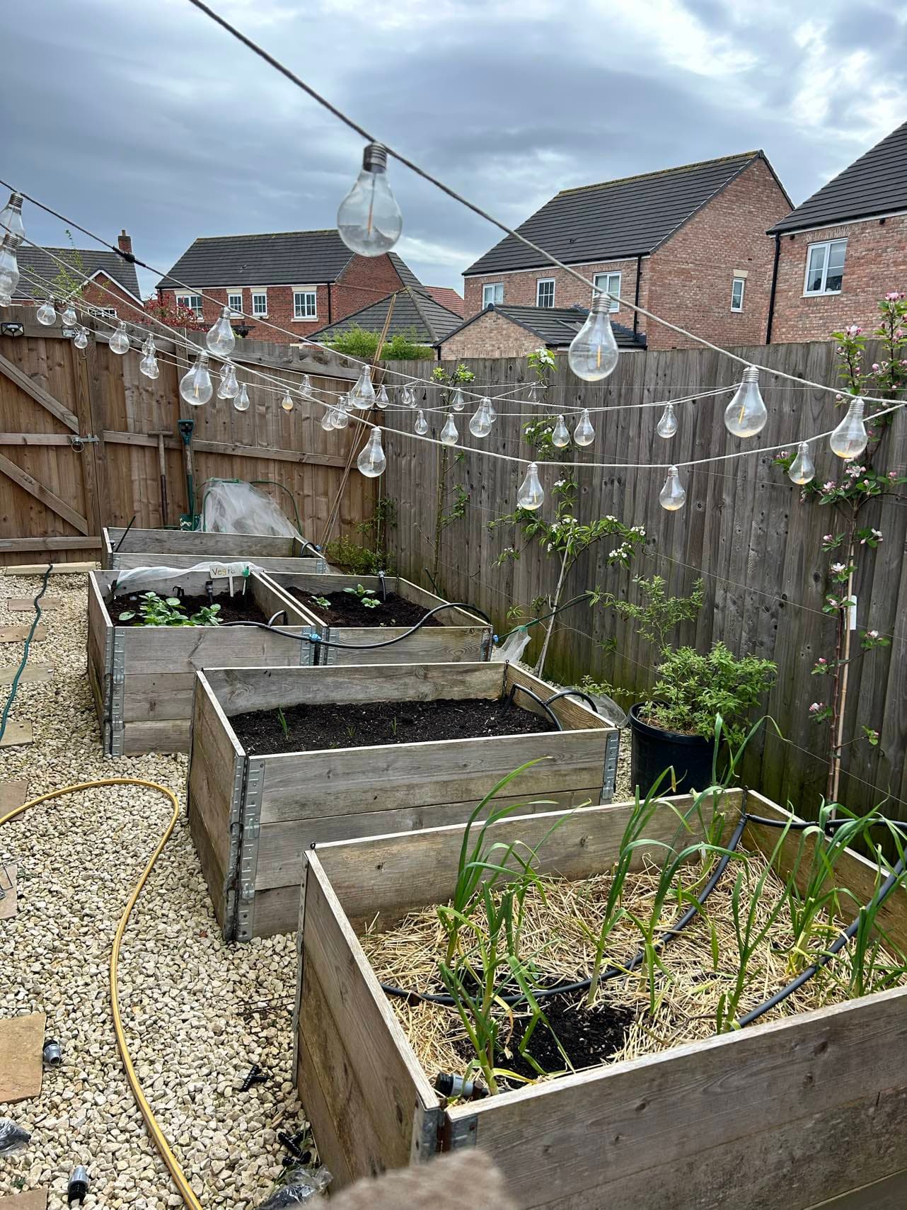 Timber raised beds in the founder’s back garden in North East England, with garlic under straw, a fence and festoon lights.