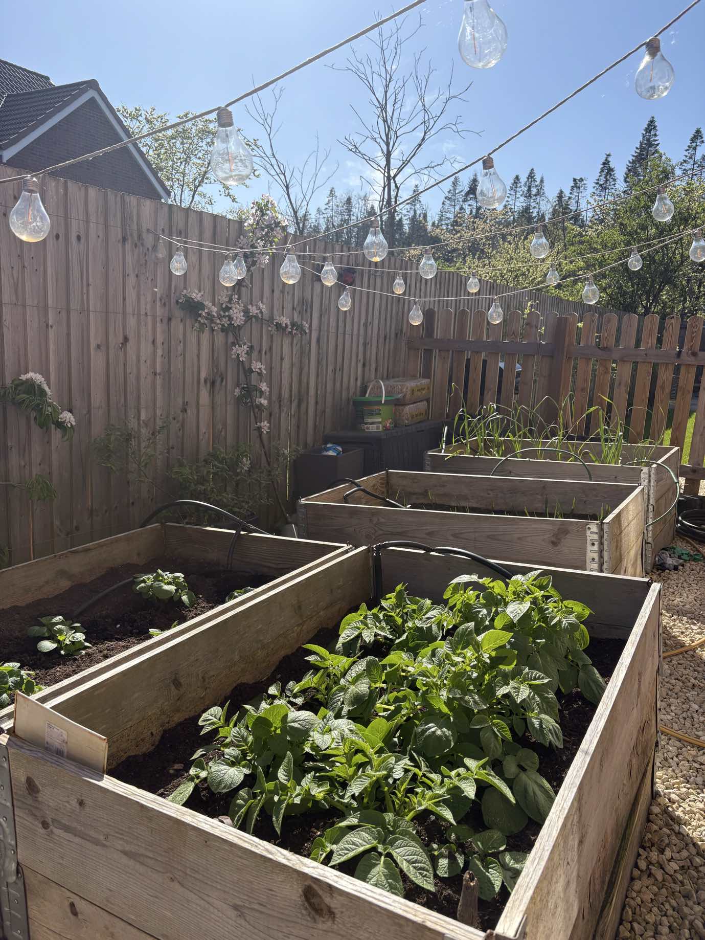 Timber raised beds in spring sunshine, potatoes in leaf in the nearest one, under a string of festoon lights.
