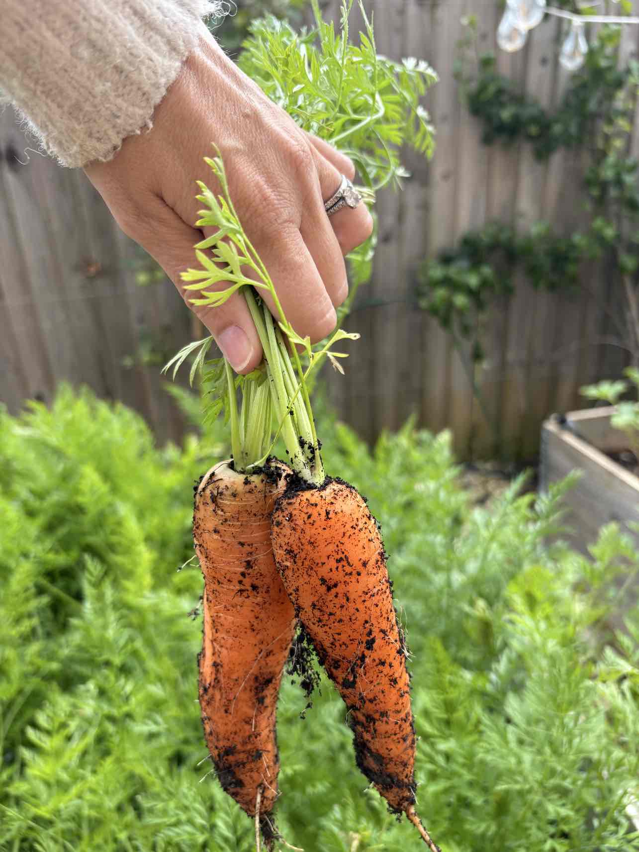 A hand holding two just-pulled carrots above a bed of carrot tops.