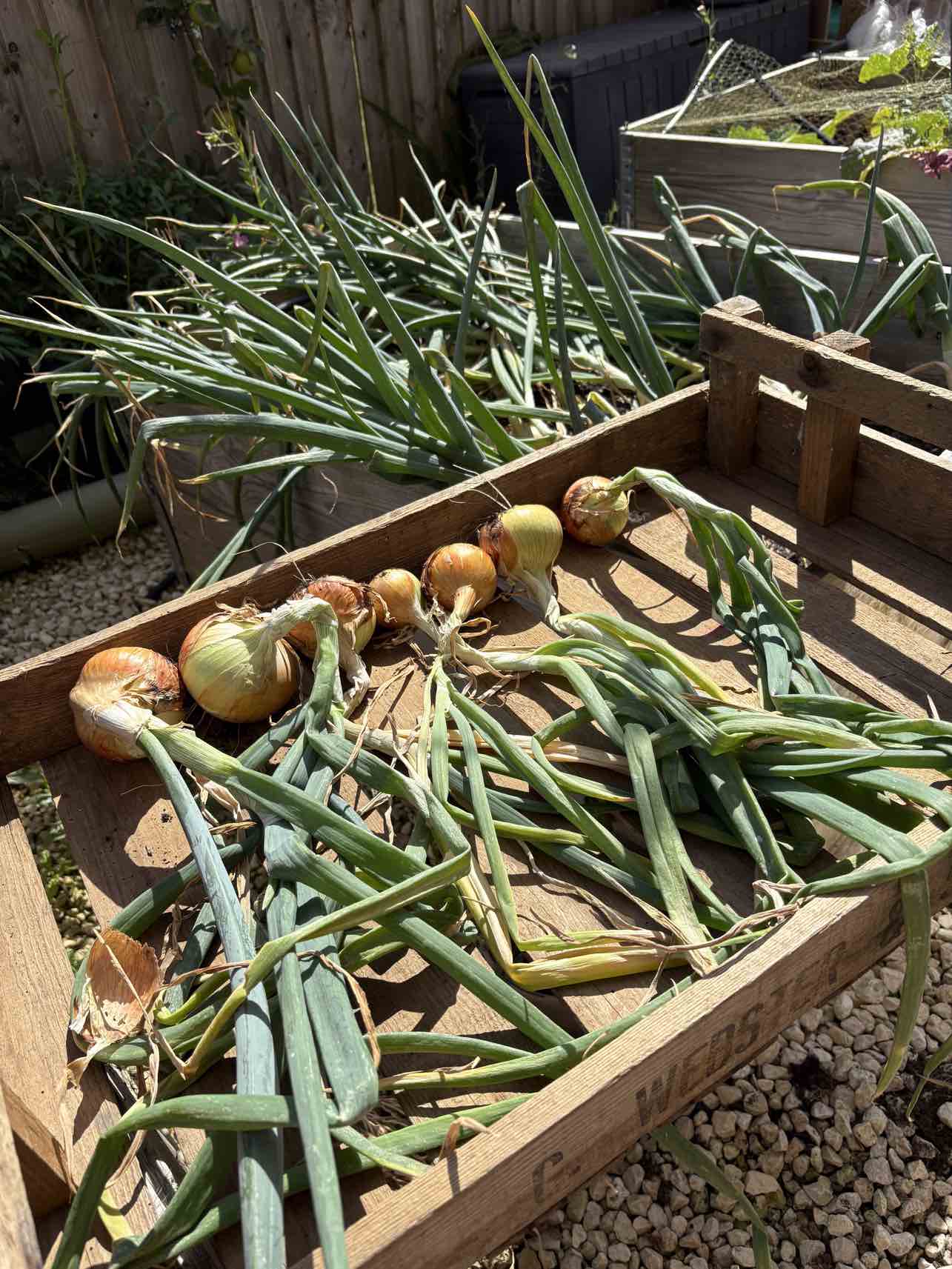Onions lifted and laid out to dry across a timber raised bed.